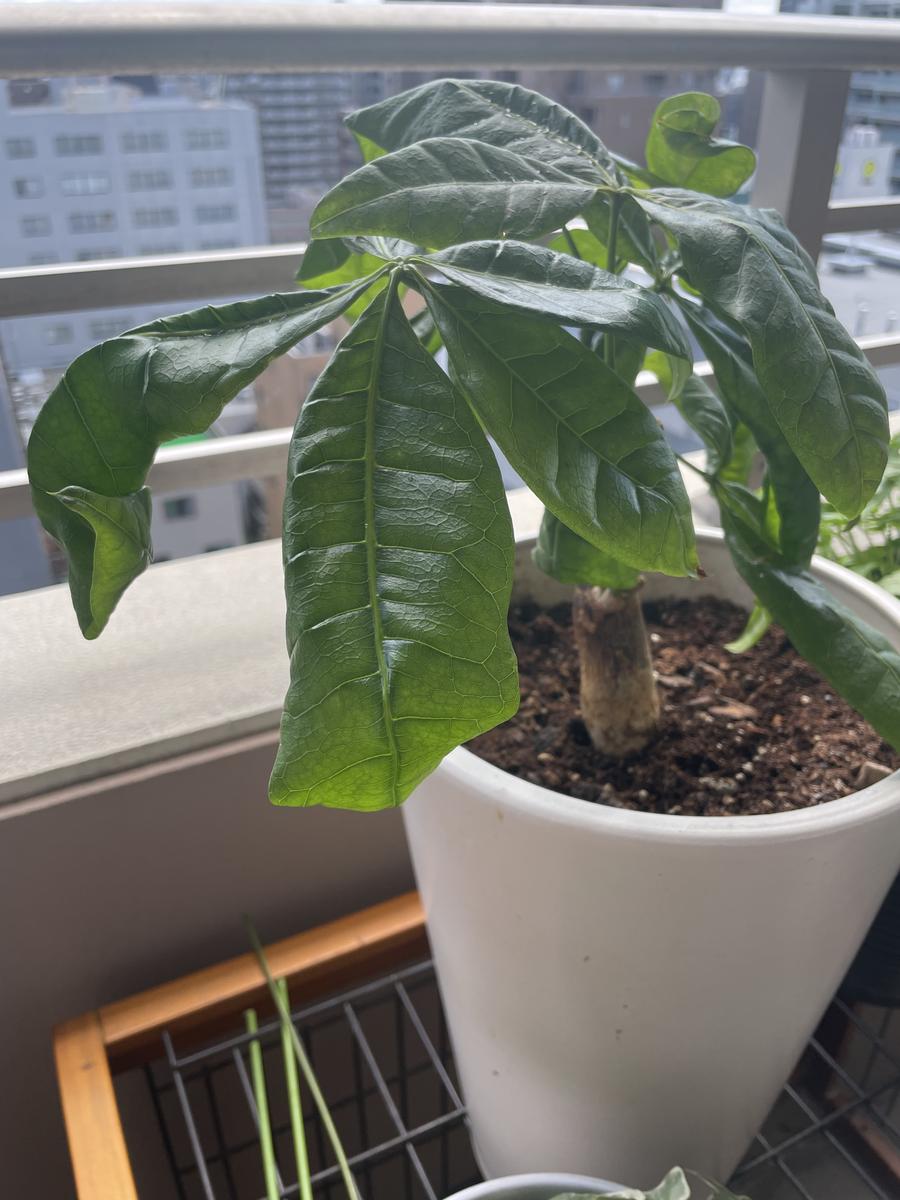 パキラについて相談です。今年の春に大きな鉢に植え替えたので 