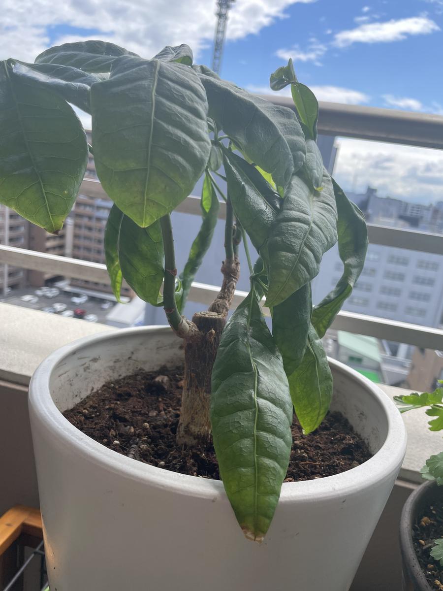 パキラについて相談です。今年の春に大きな鉢に植え替えたので 