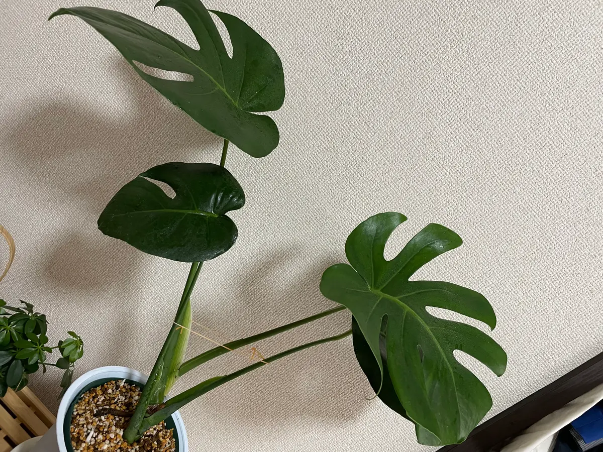 前にも質問したものです。やはりモンステラが元気ない様子です 