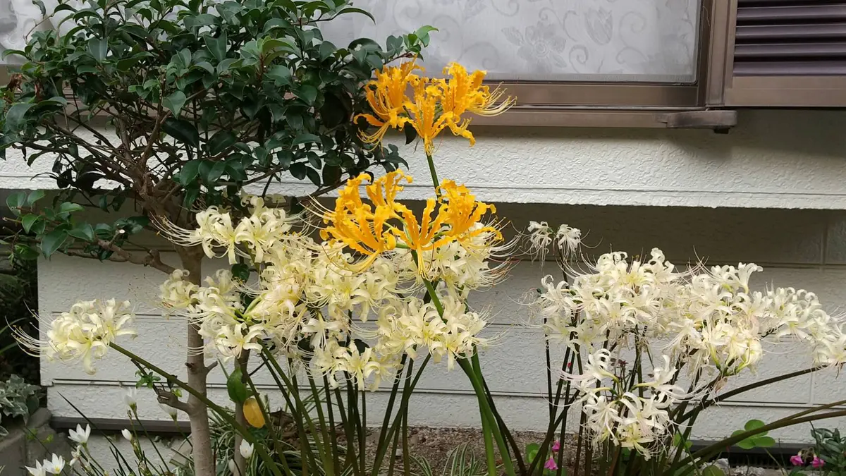 ヒガンバナ 彼岸花 黄覆輪斑 5号鉢つき 超斑入り❗ ① 斑入り