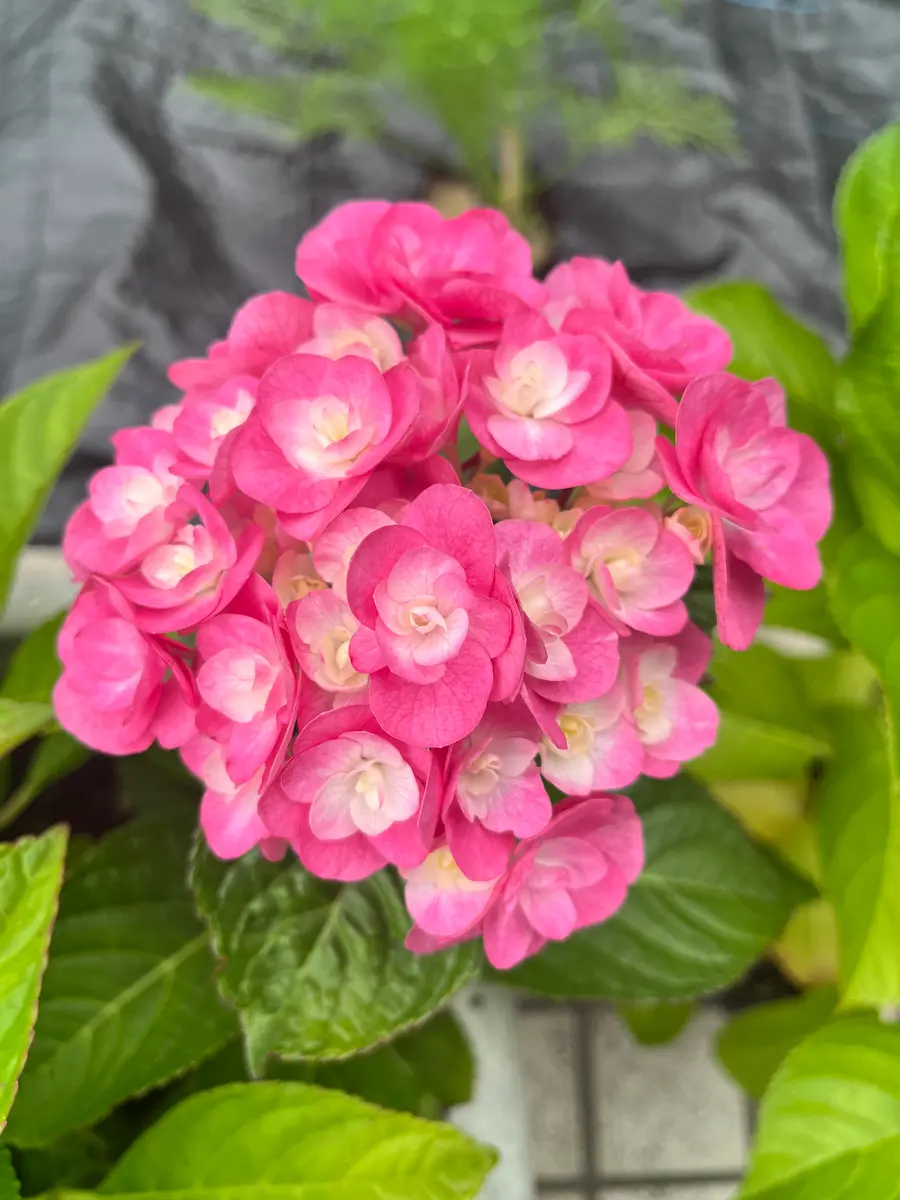 この紫陽花の品種名が知りたいです。10年近く前に鉢植えでいた