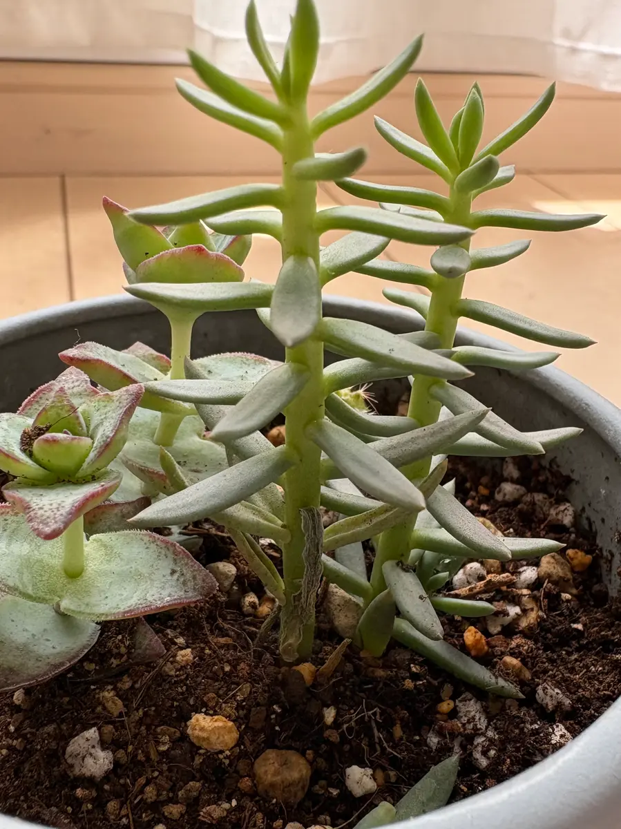 2週間ほど前に多肉植物を購入し、植え替えを行い、他の多肉植物