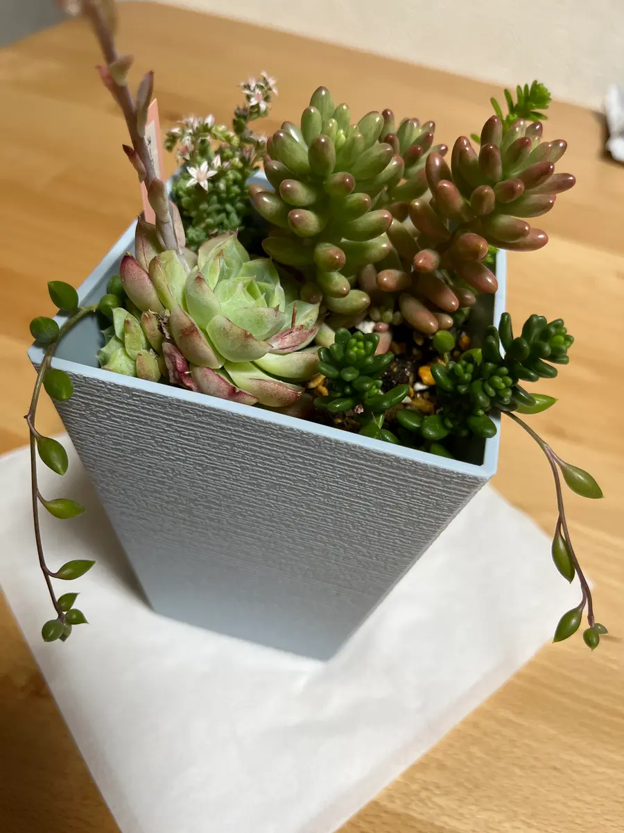 多肉植物の寄せ植えを1ヶ月前くらいに植えました。名前が分か｜園芸