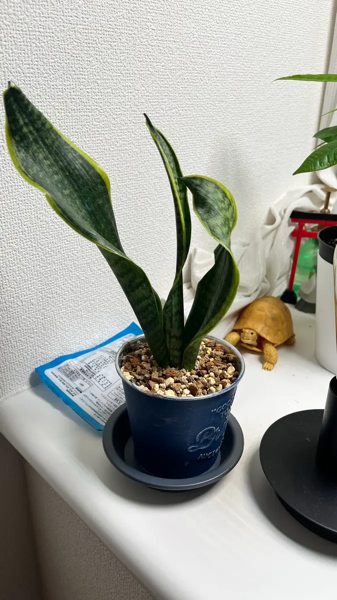 今年の4月に購入したサンスベリアです。今の大きさと鉢の大きさ