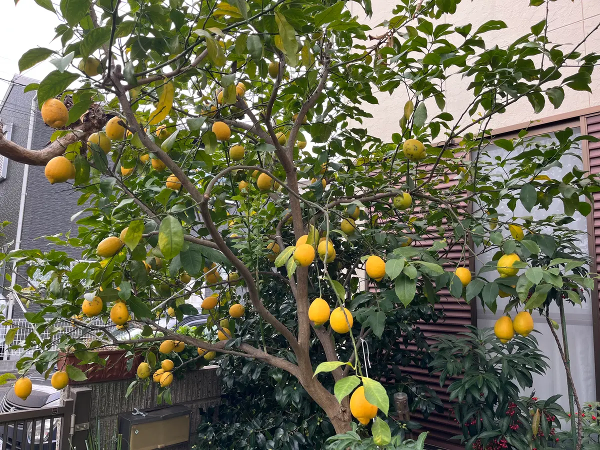 レモンの木、土植えの花が今年は、咲きませんでした。日当たり