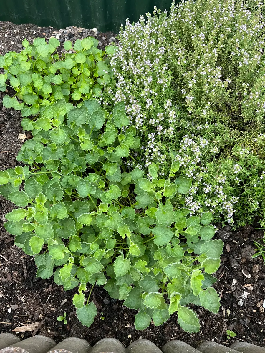 品種不明　確認画像 義母が、昨年末に植えた写真の植物の名前がわからなくなってし