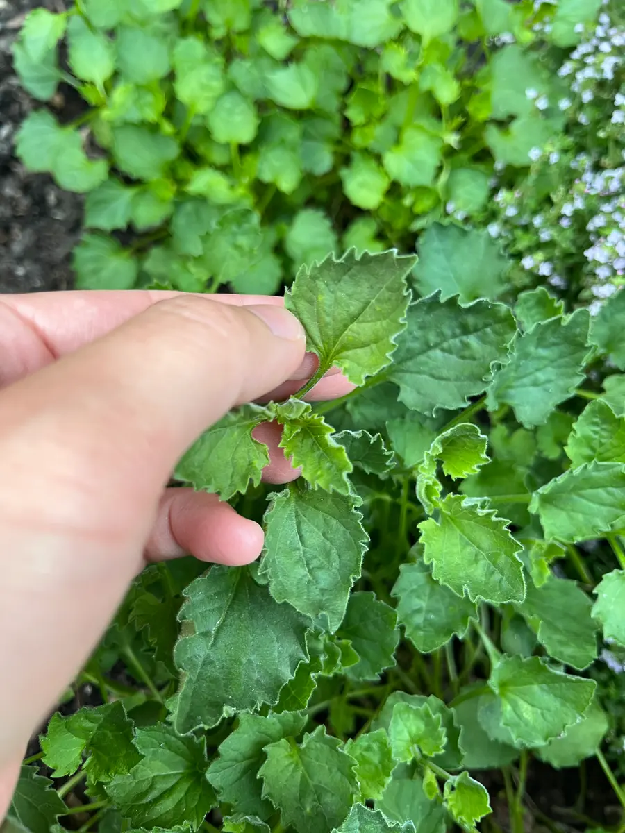 義母が、昨年末に植えた写真の植物の名前がわからなくなってし