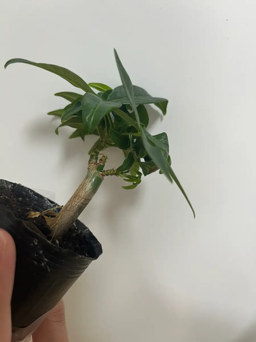 パキラ 約1.5メートル(取りに来ていただける方のみ) 昨日(写真1)パキラを買ったのですが、どのようにしたら写真2の