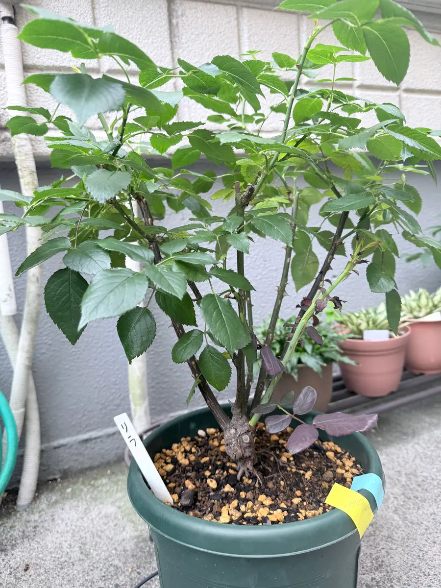バラの蕾が茶色になってしまいます写真は昨年大苗で購入したリ