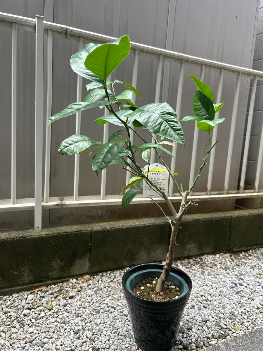 【レモンの木です】 去年12月末にレモンの木（植木）を買いました。たくさん葉がつ