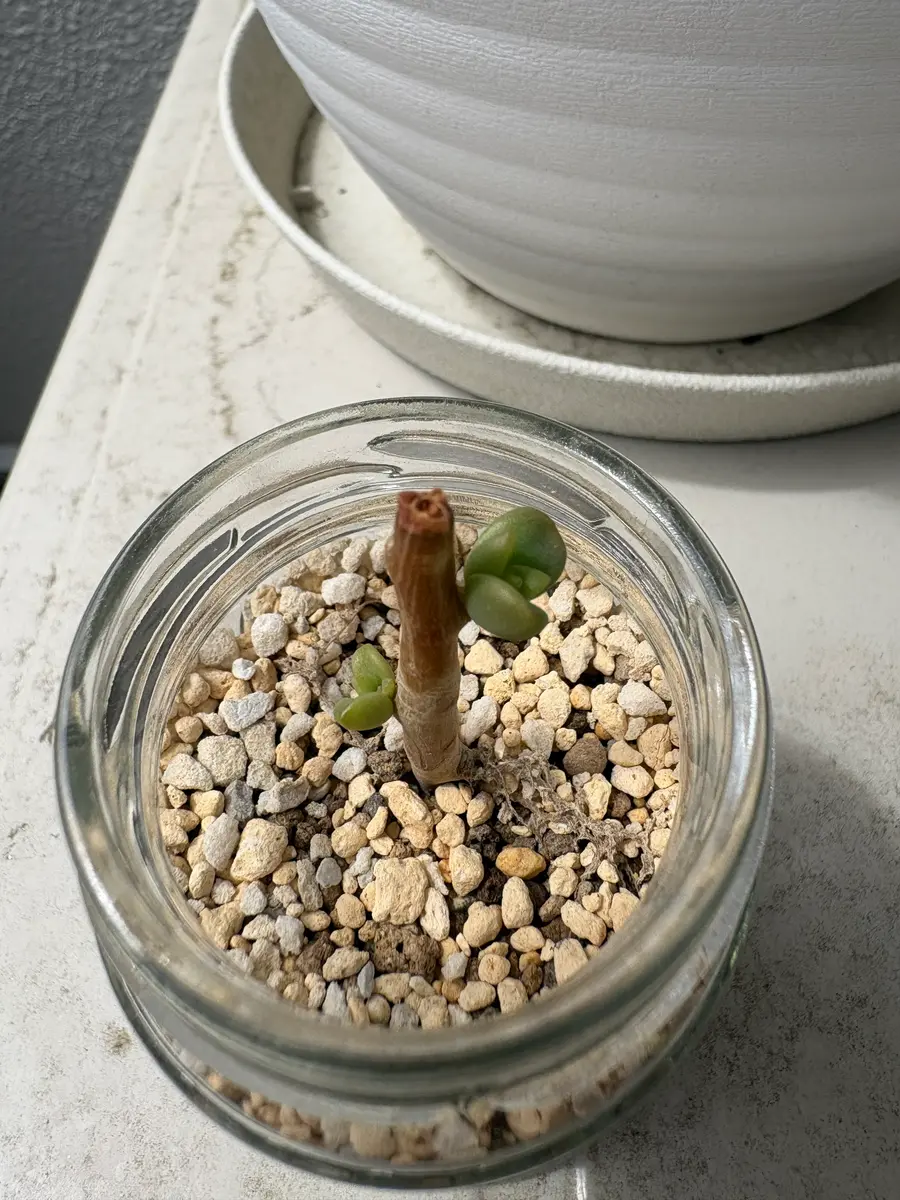 多肉植物の植え替えについて教えてください。現在、詳しい種｜園芸