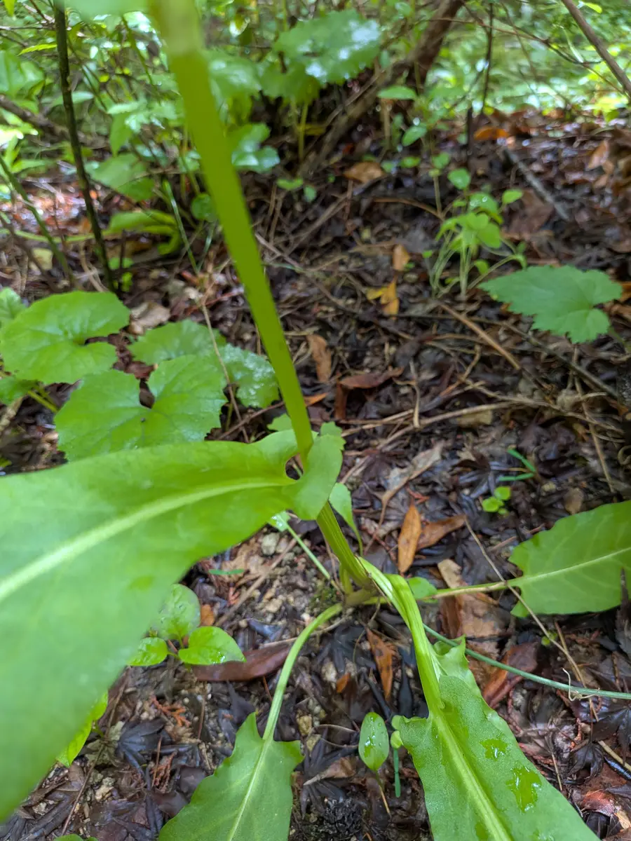 職場の近くに生えていた植物ですが、名前を知りたいです。職場