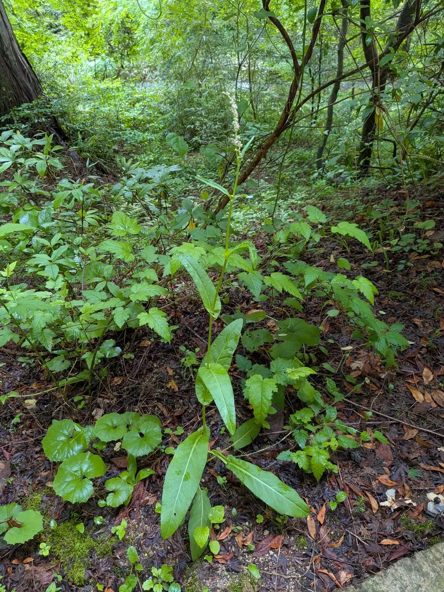 職場の近くに生えていた植物ですが、名前を知りたいです。職場