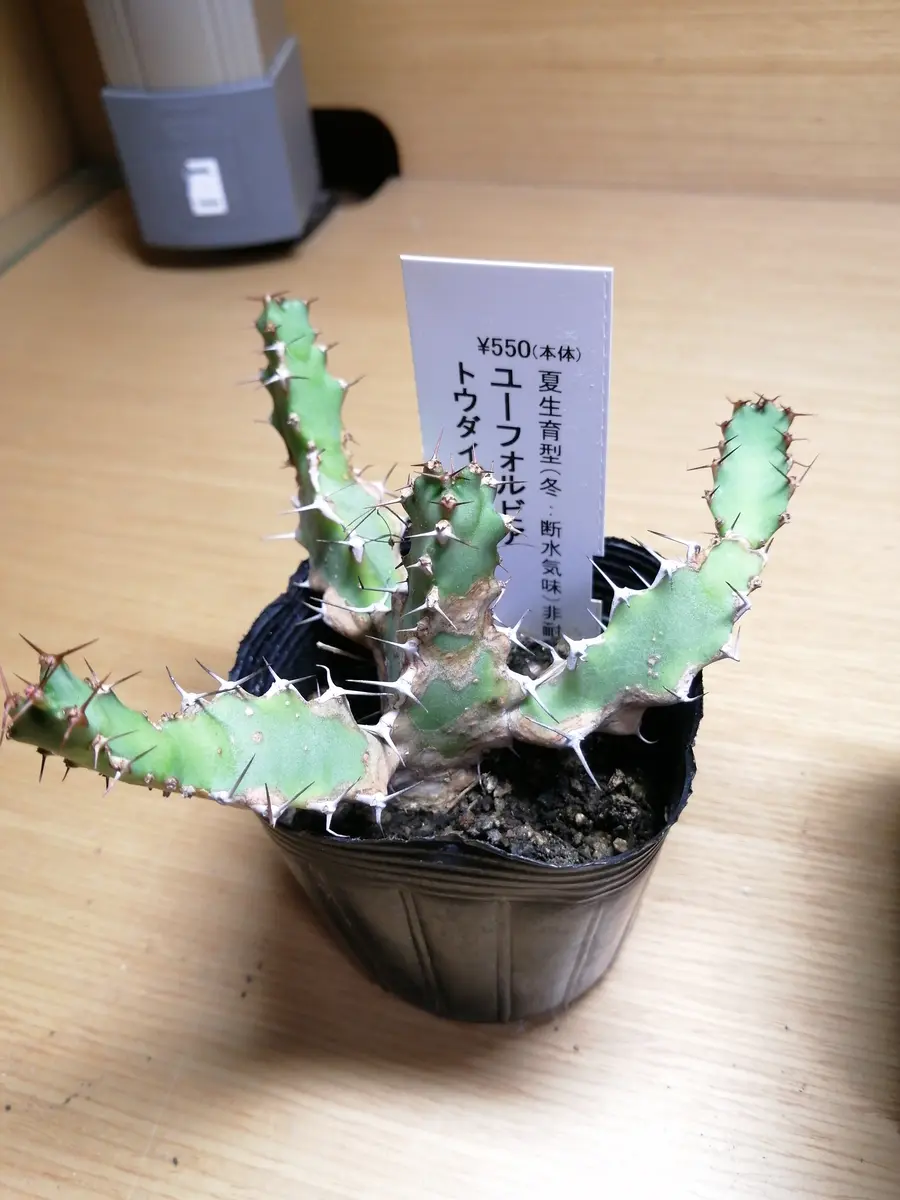 品種不明のユーフォルビアです。名前を教えてください。よろし