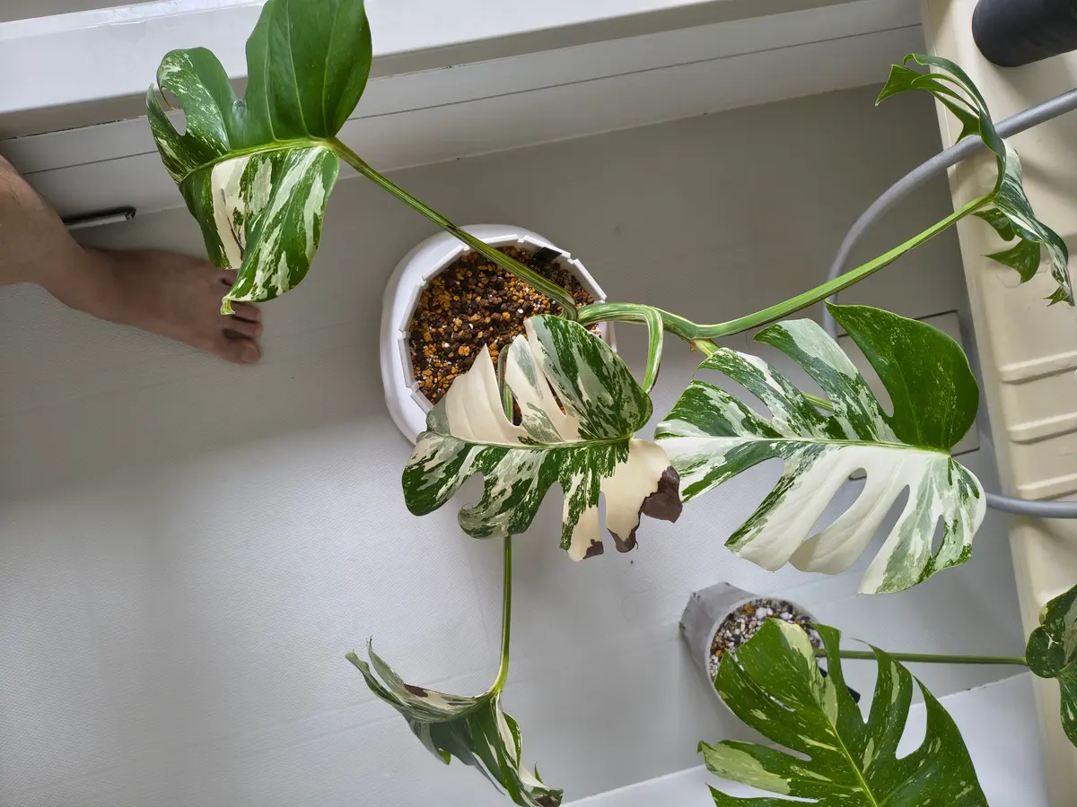 観葉植物 な*】様 斑入りモンステラホワイトタイガー葉付き茎6株おまとめ
