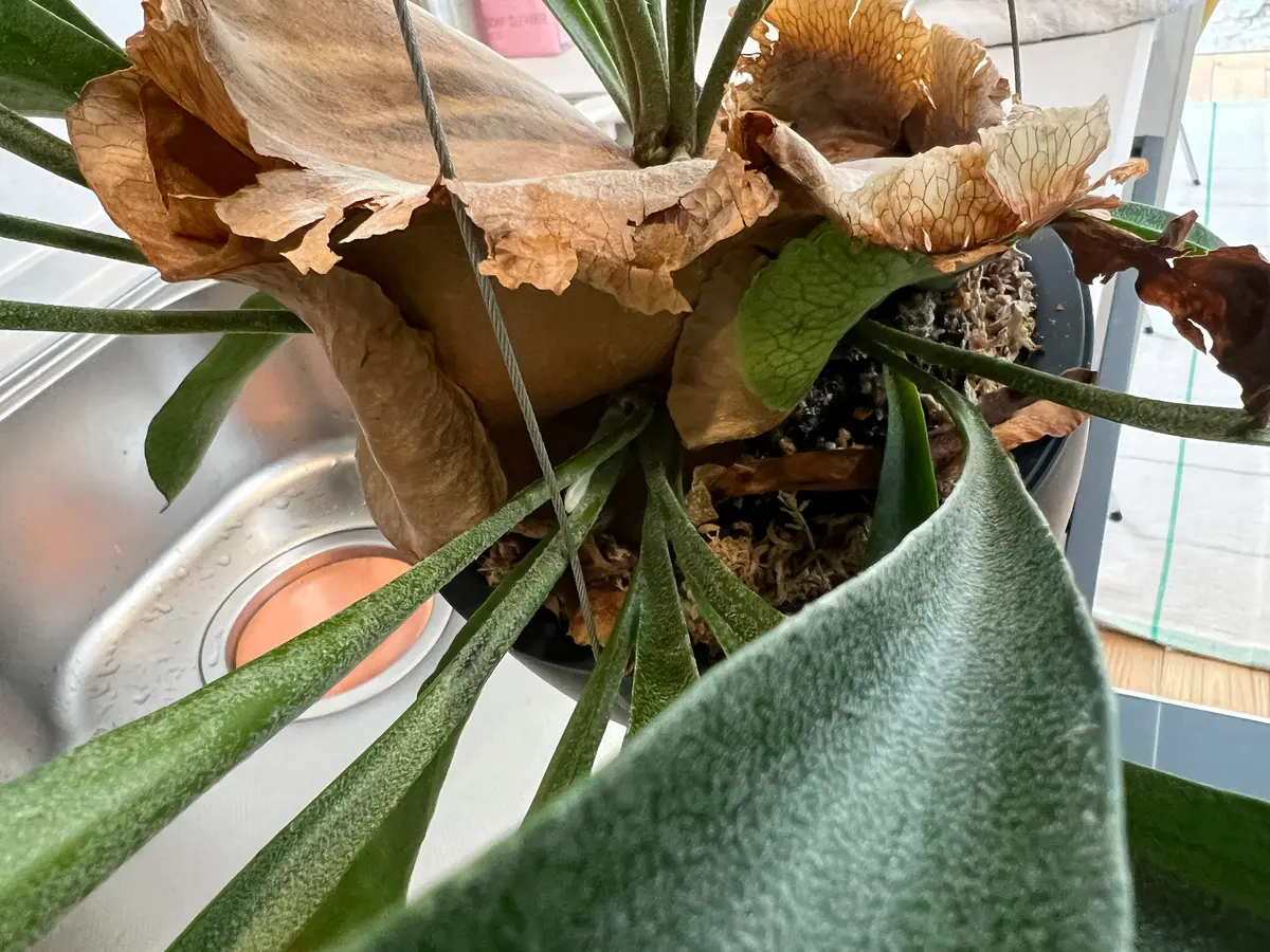 初のビカクシダなので、色々と教えていただけますと幸いです