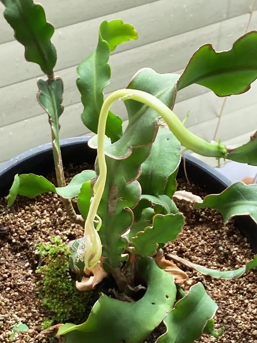 鉢植えのミニドラゴンフルーツにぶら下がっている蕾のようなも