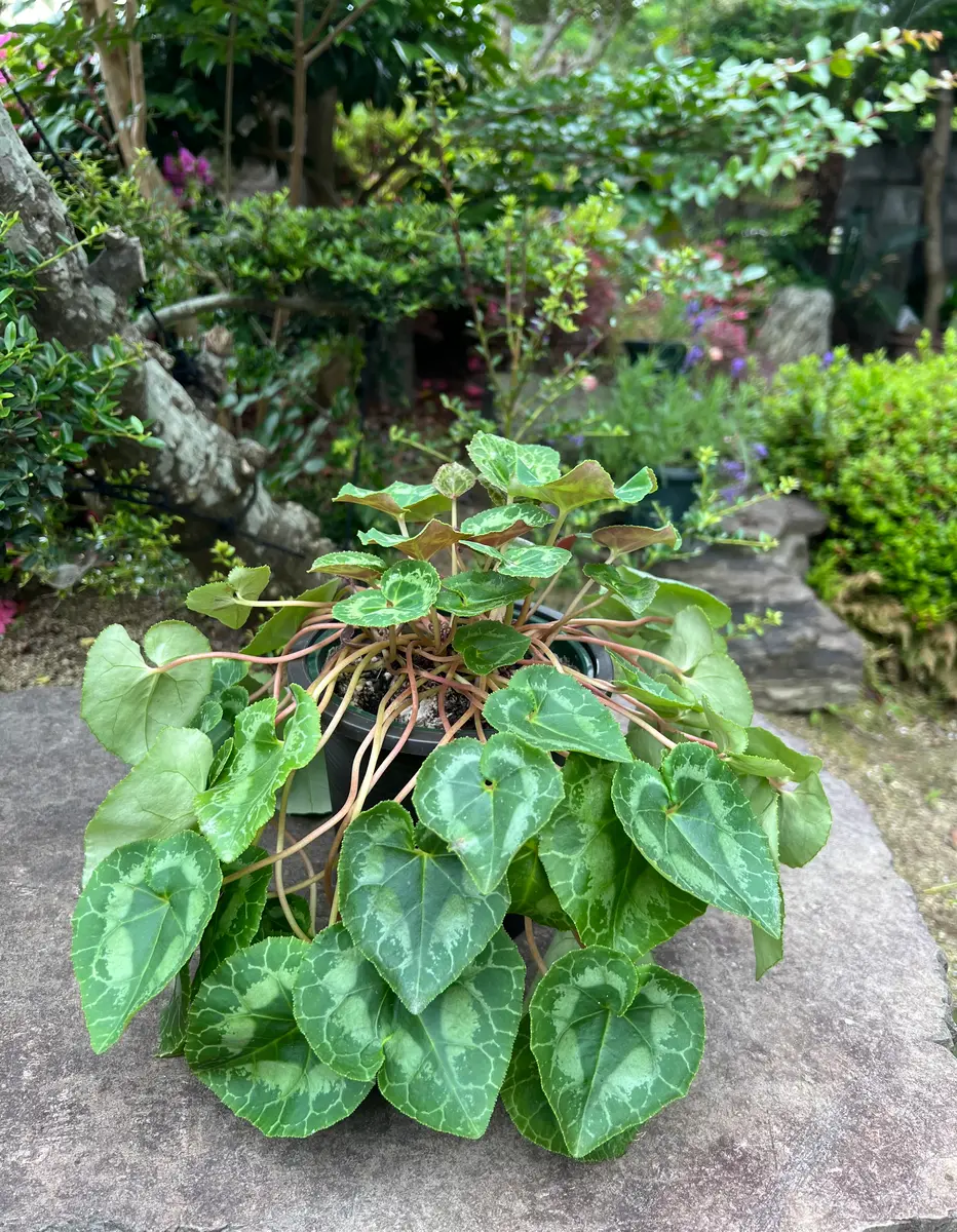 3年目のシクラメンです。毎年、お花は咲きすぎくらい沢山咲い｜園芸