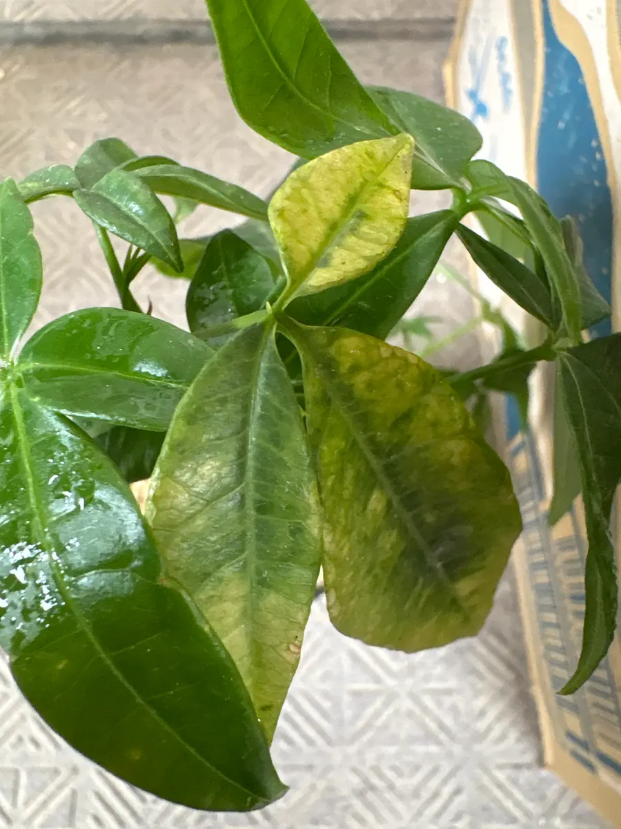 実生パキラを約1ヶ月前ぐらいに植え替えました。そこからまあま