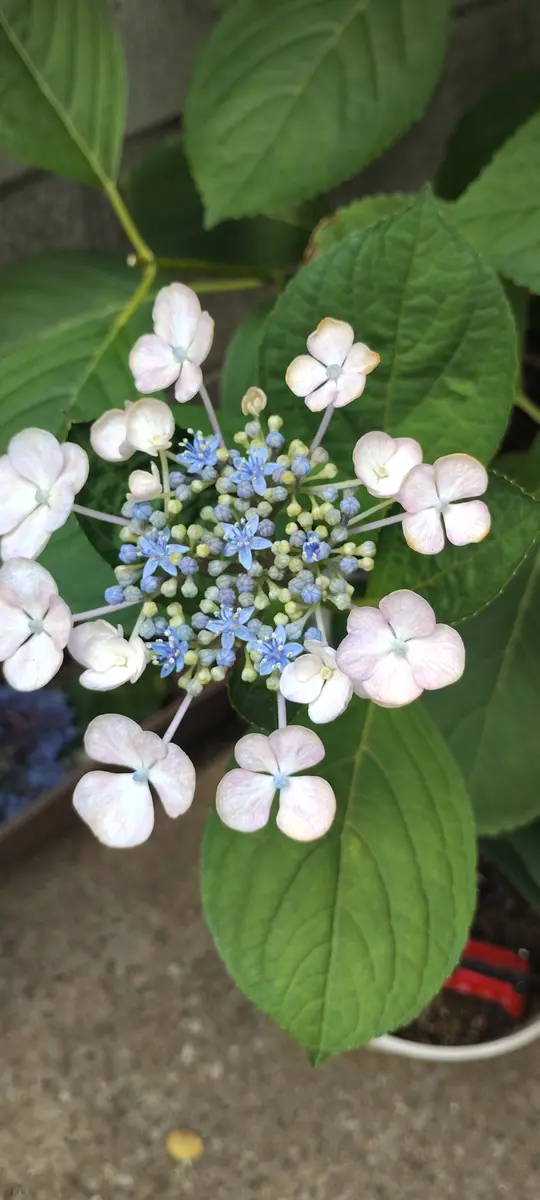 鉢植えで買ってきた紫陽花を地植えして、5年以上は経ってると思