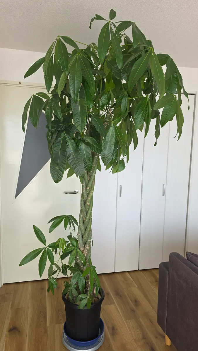 編み込みパキラを購入して育てて一年ちょっとほど経ちました