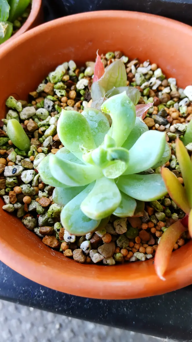 ご確認多肉 1年程前に近くで開かれた多肉植物の寄せ植え教室でもらった多