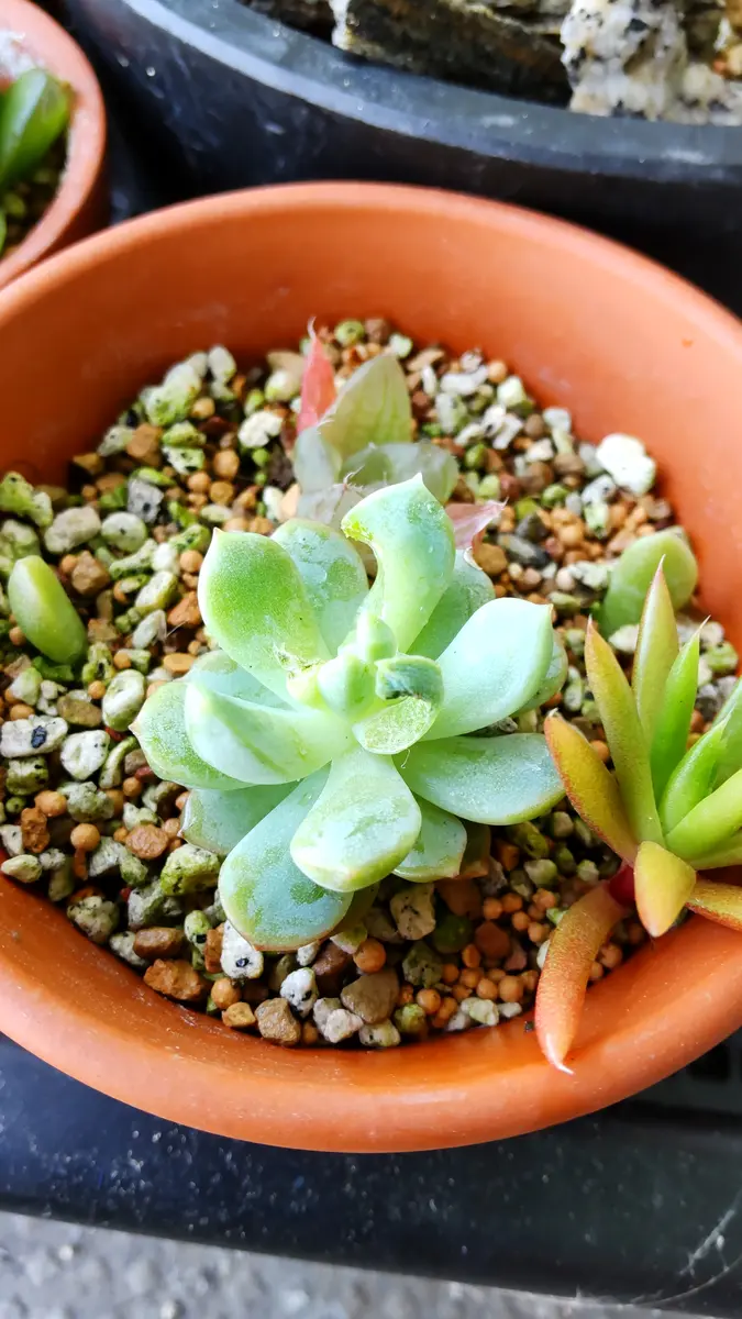 1年程前に近くで開かれた多肉植物の寄せ植え教室でもらった多
