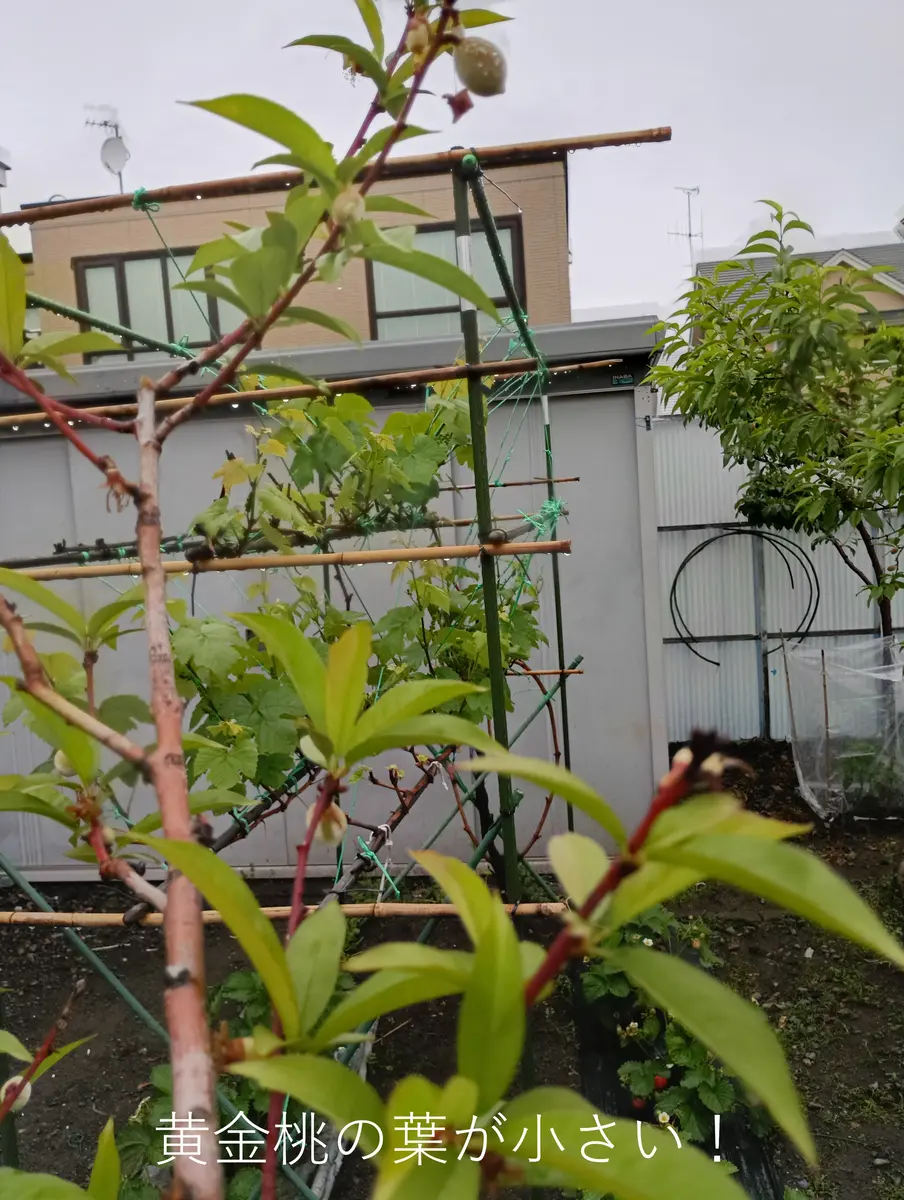 極小菜園のボケ老人です。 桃の木についての心配事です。 黄｜園芸
