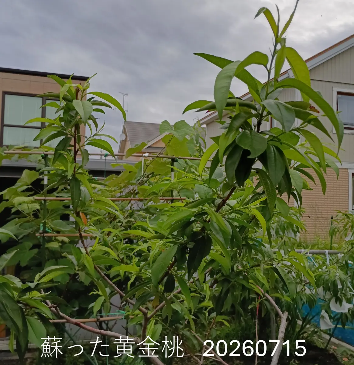 極小菜園のボケ老人です。 桃の木についての心配事にご親切｜園芸