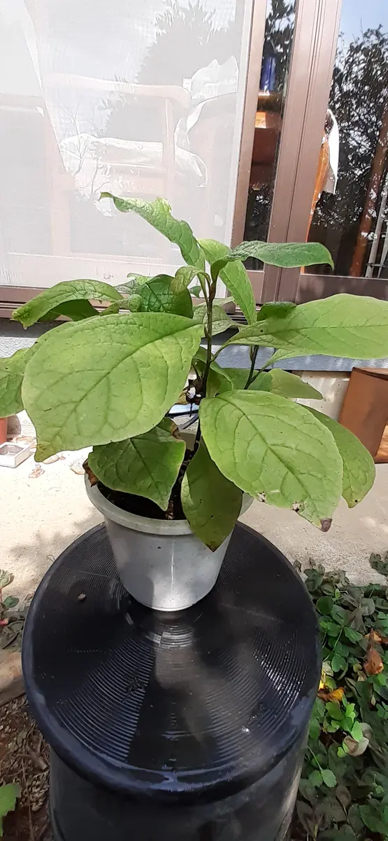 何の苗でしょうか？いつ、なにを植えたか忘れていたのですが