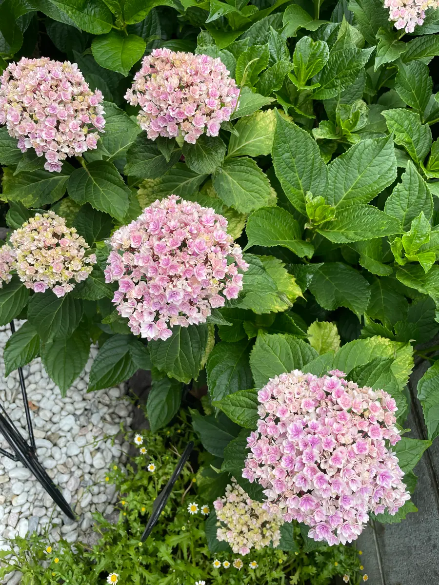 10年程前にホームセンターで購入した、紫陽花の品種がわから