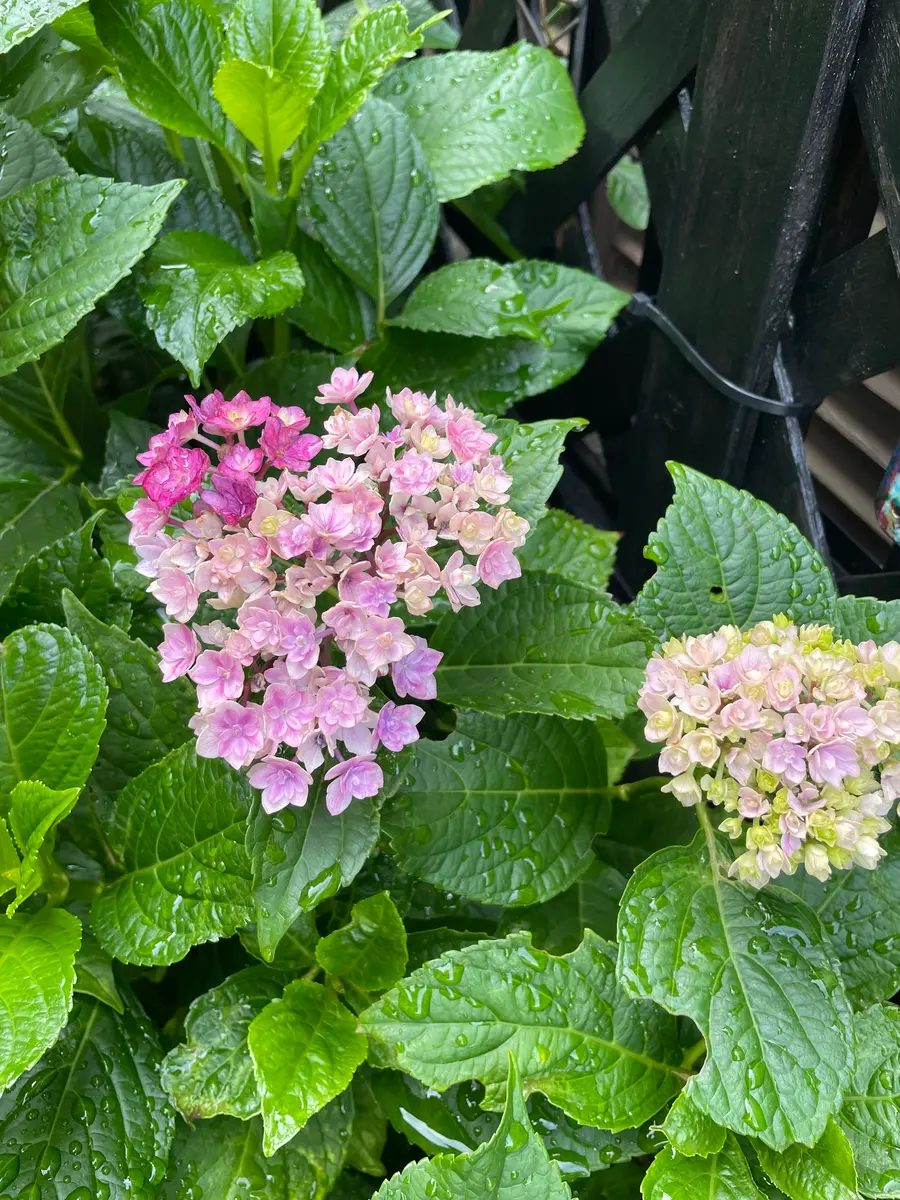 10年程前にホームセンターで購入した、紫陽花の品種がわから