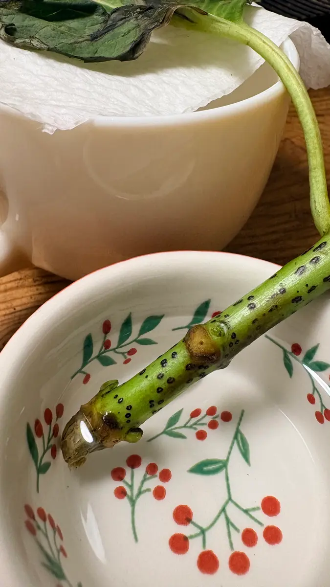 紫陽花の挿し穂がうまくいかないです。元はいただいたブーケの