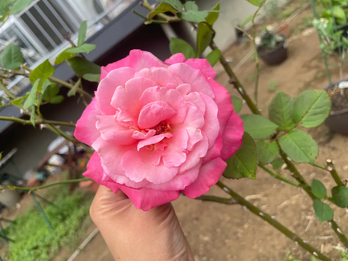 バラの種類を教えてください。母が庭に植えたバラですが、名前