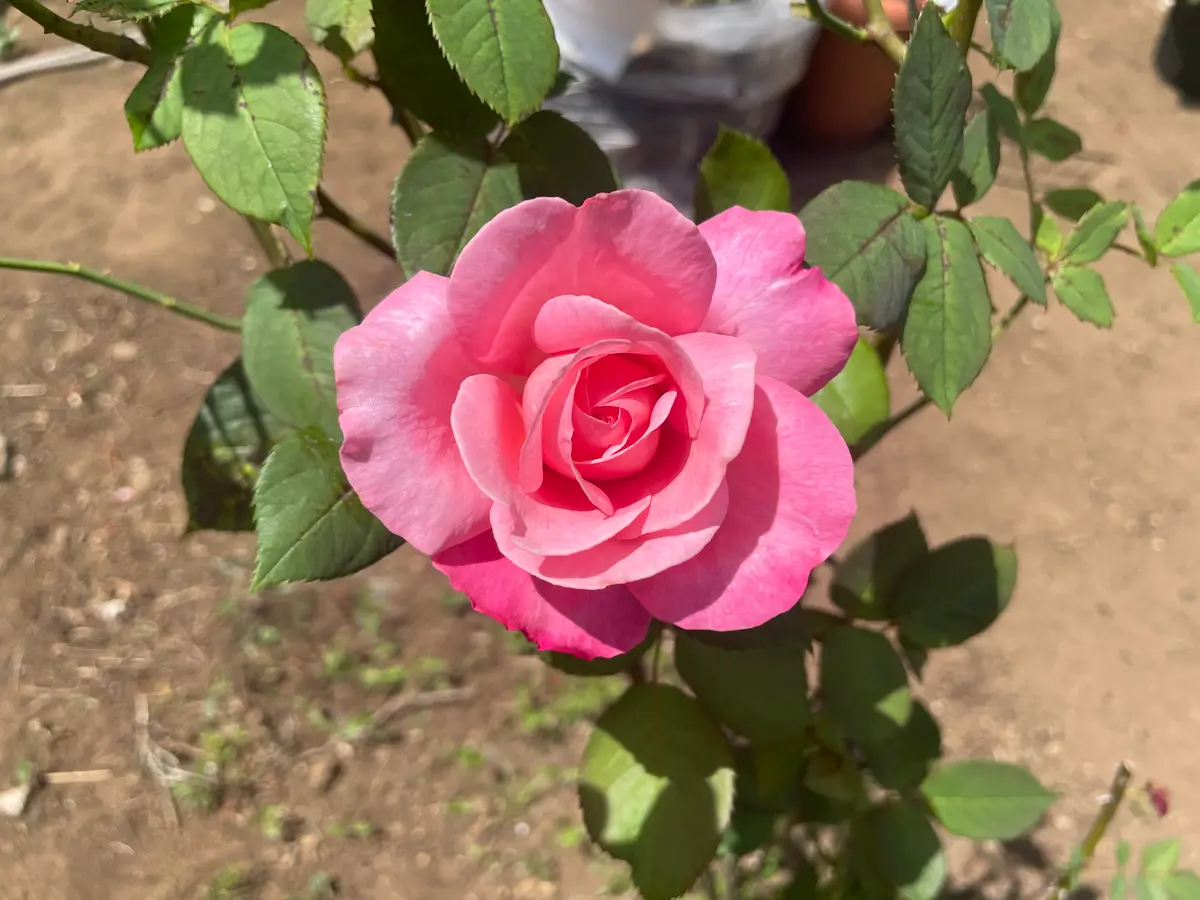 バラの種類を教えてください。母が庭に植えたバラですが、名前