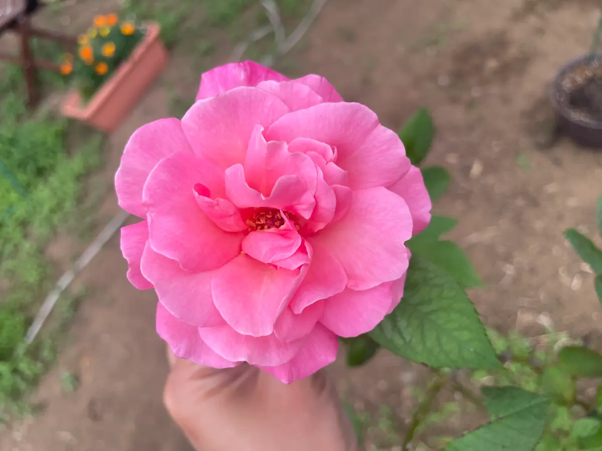 バラの種類を教えてください。母が庭に植えたバラですが、名前