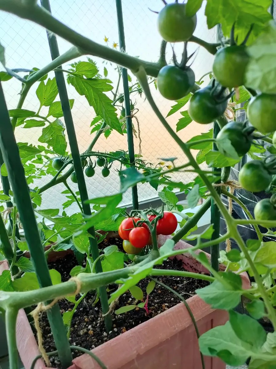 トマト の 芯 止め