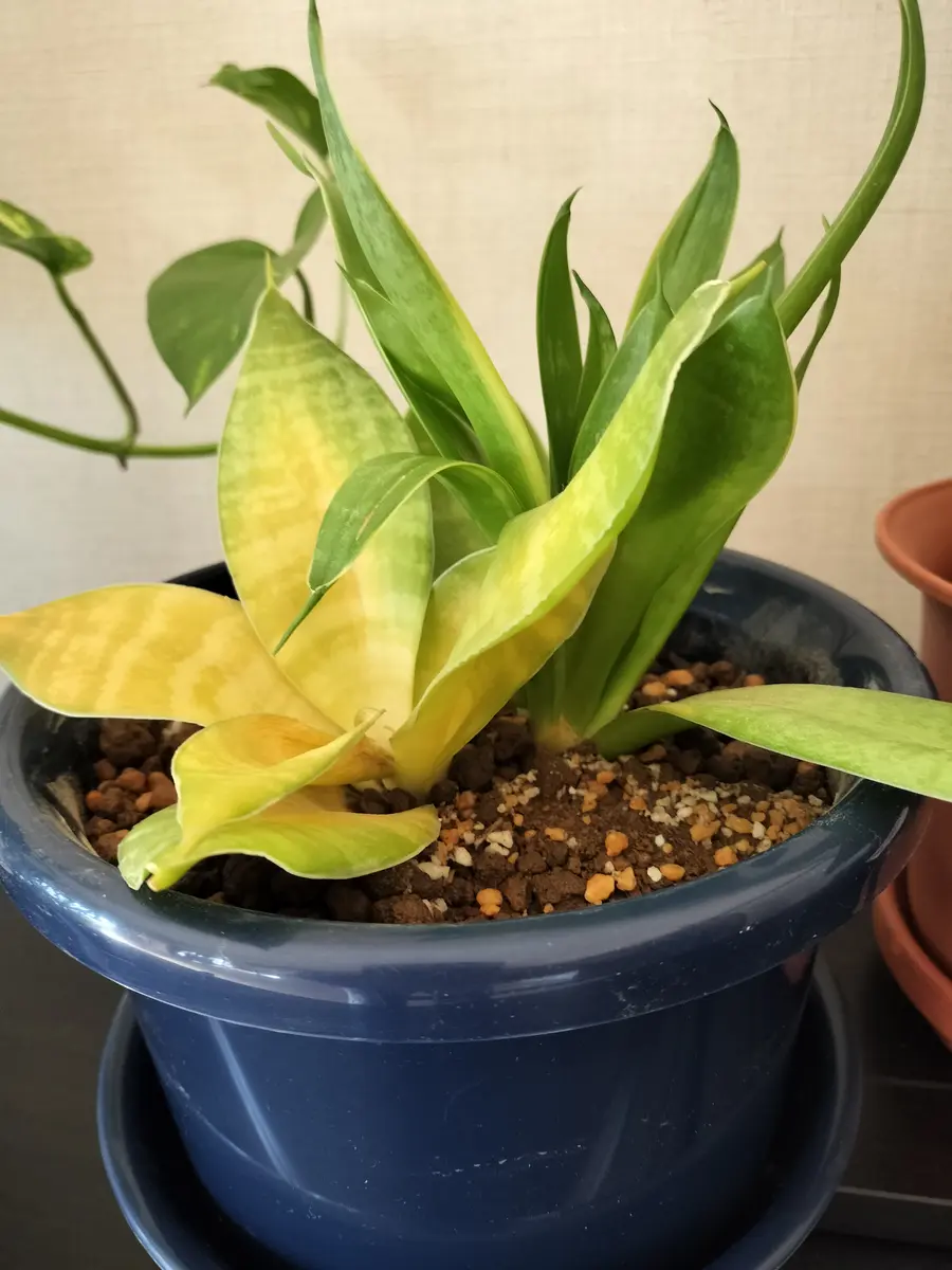 お世話になります先日、写真のサンスベリアの植替えをした所