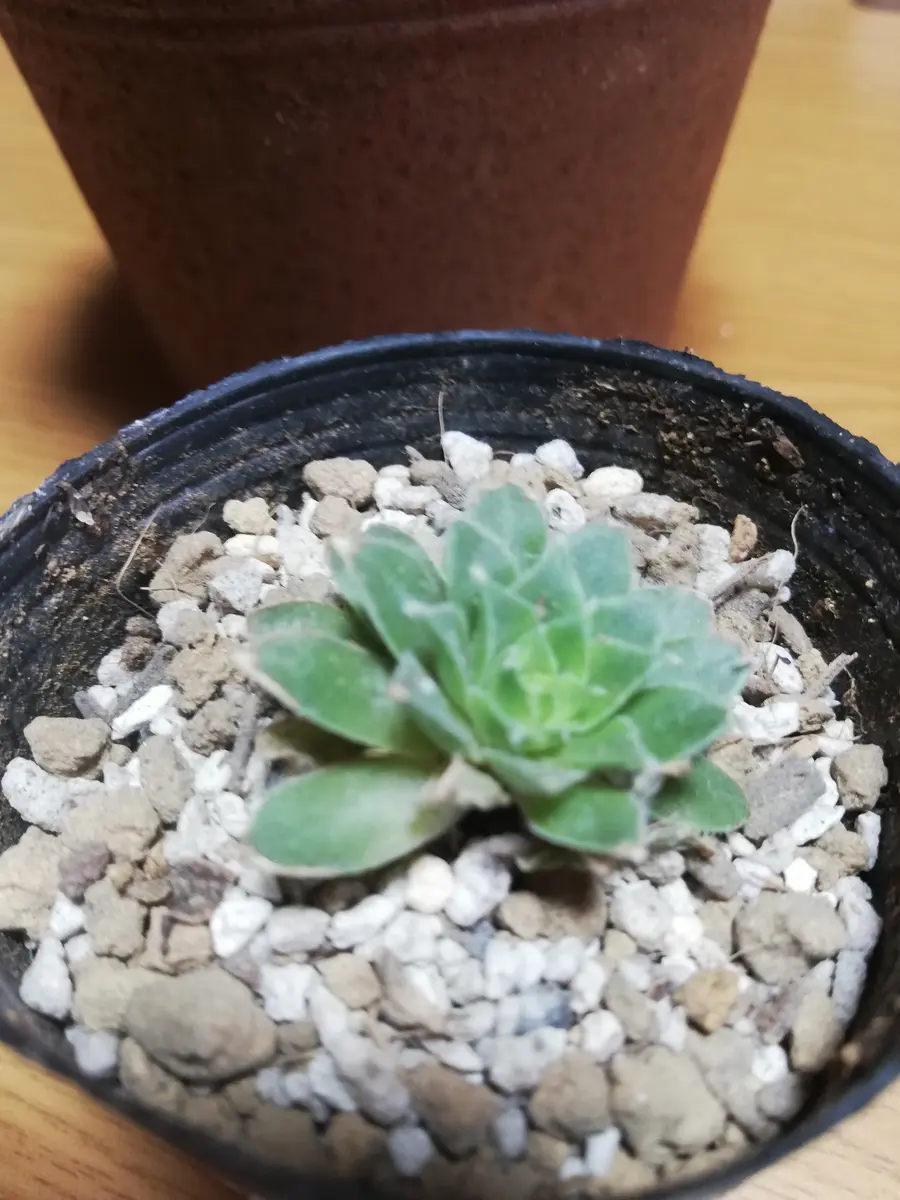 センペルビウムを育てていますが先日親株が下葉は下がり出し腐