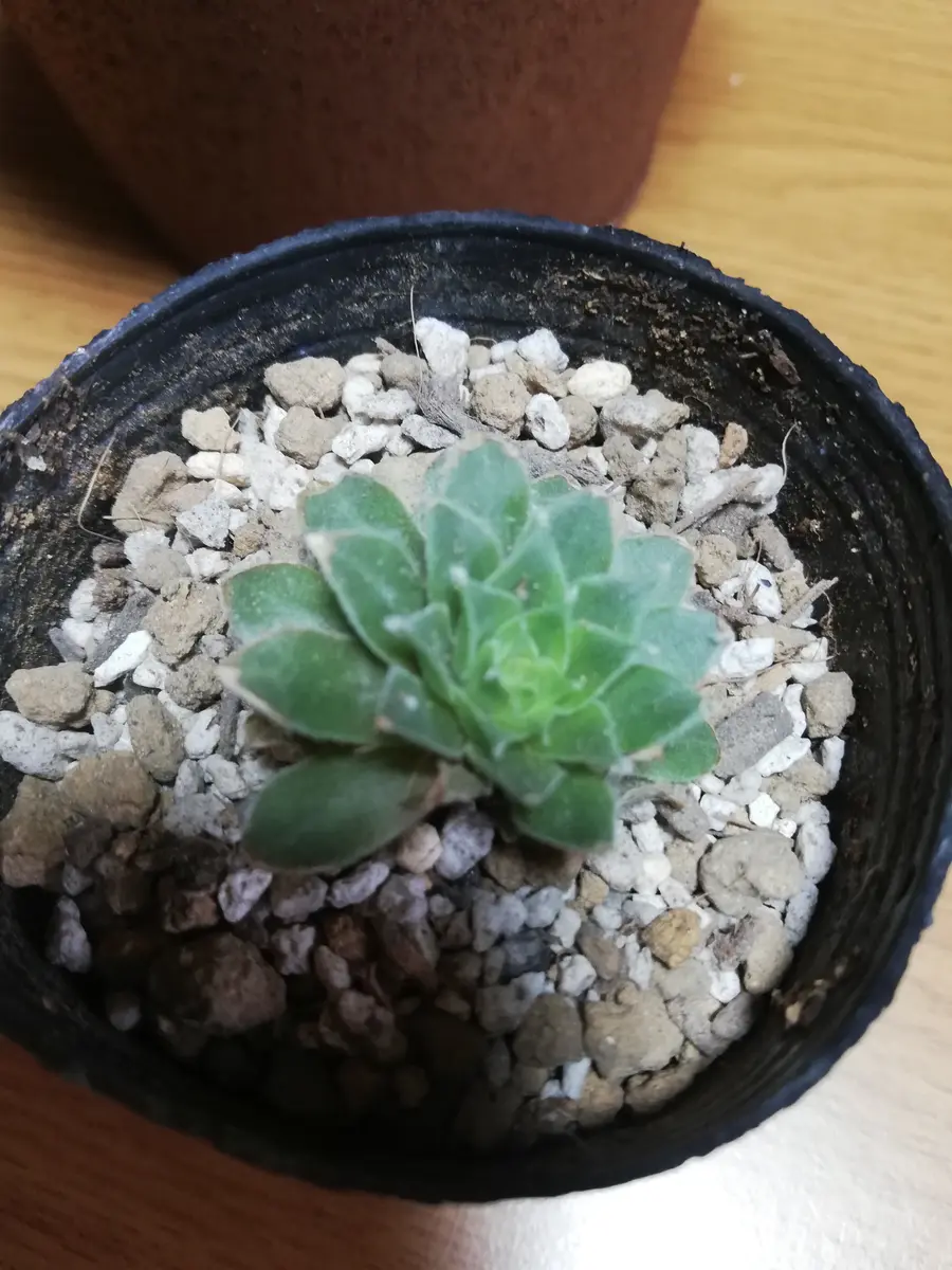 センペルビウムを育てていますが先日親株が下葉は下がり出し腐