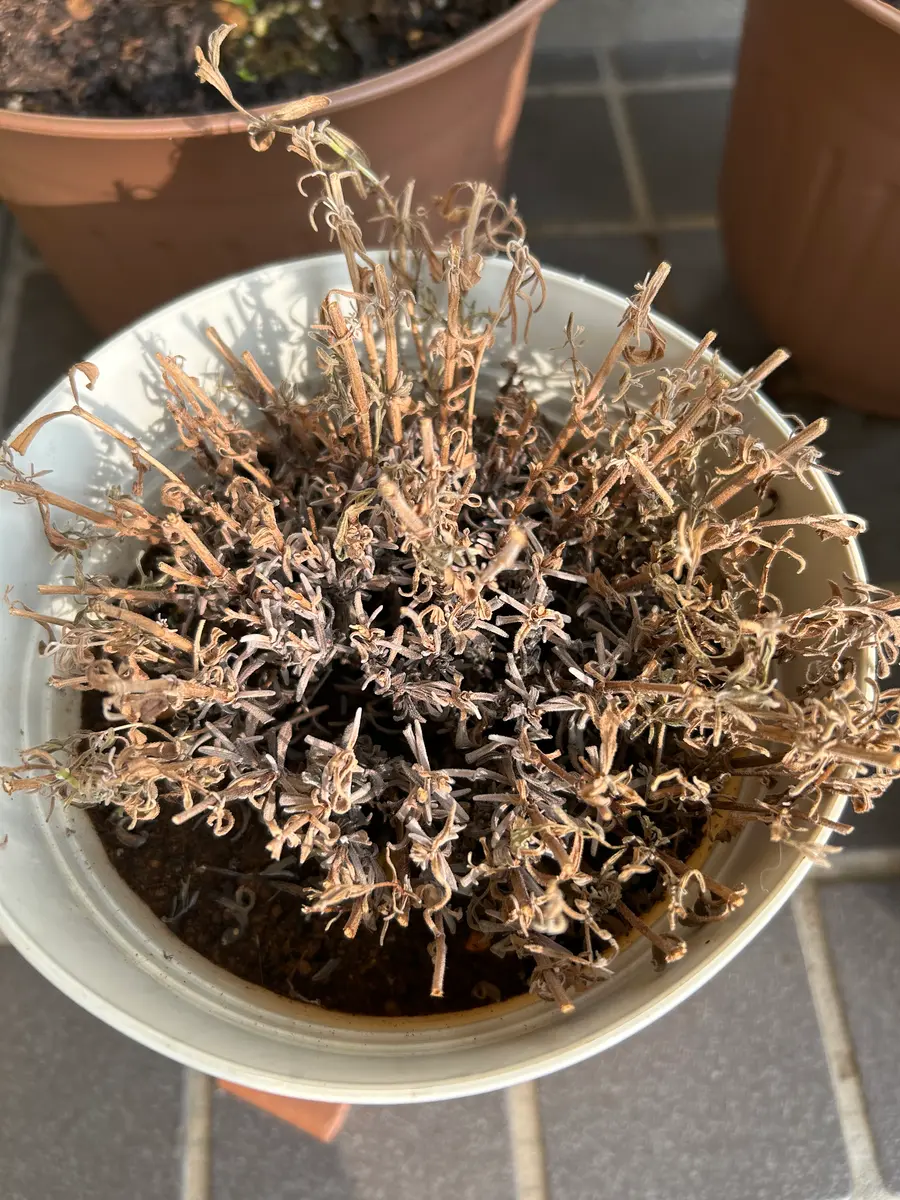 ラベンダーグロッソ　　断捨離中さま 鉢植えラベンダーグロッソが切り戻しをしてから、この暑さで､枯