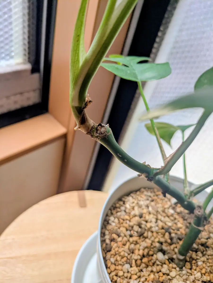 モンステラについて質問です。1つの茎だけが成長して1枚目の｜園芸
