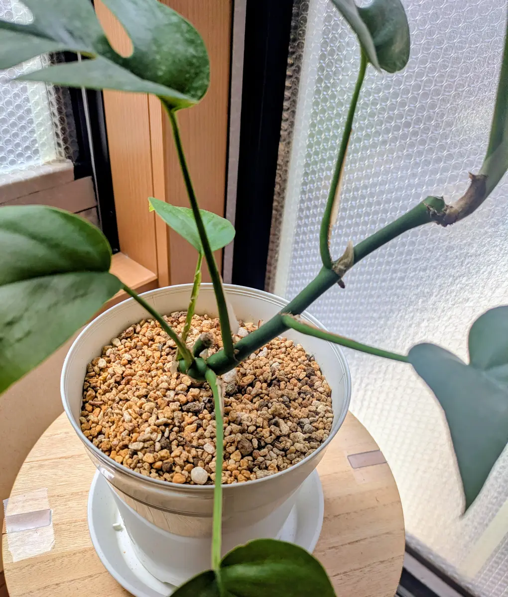 モンステラについて質問です。1つの茎だけが成長して1枚目の｜園芸