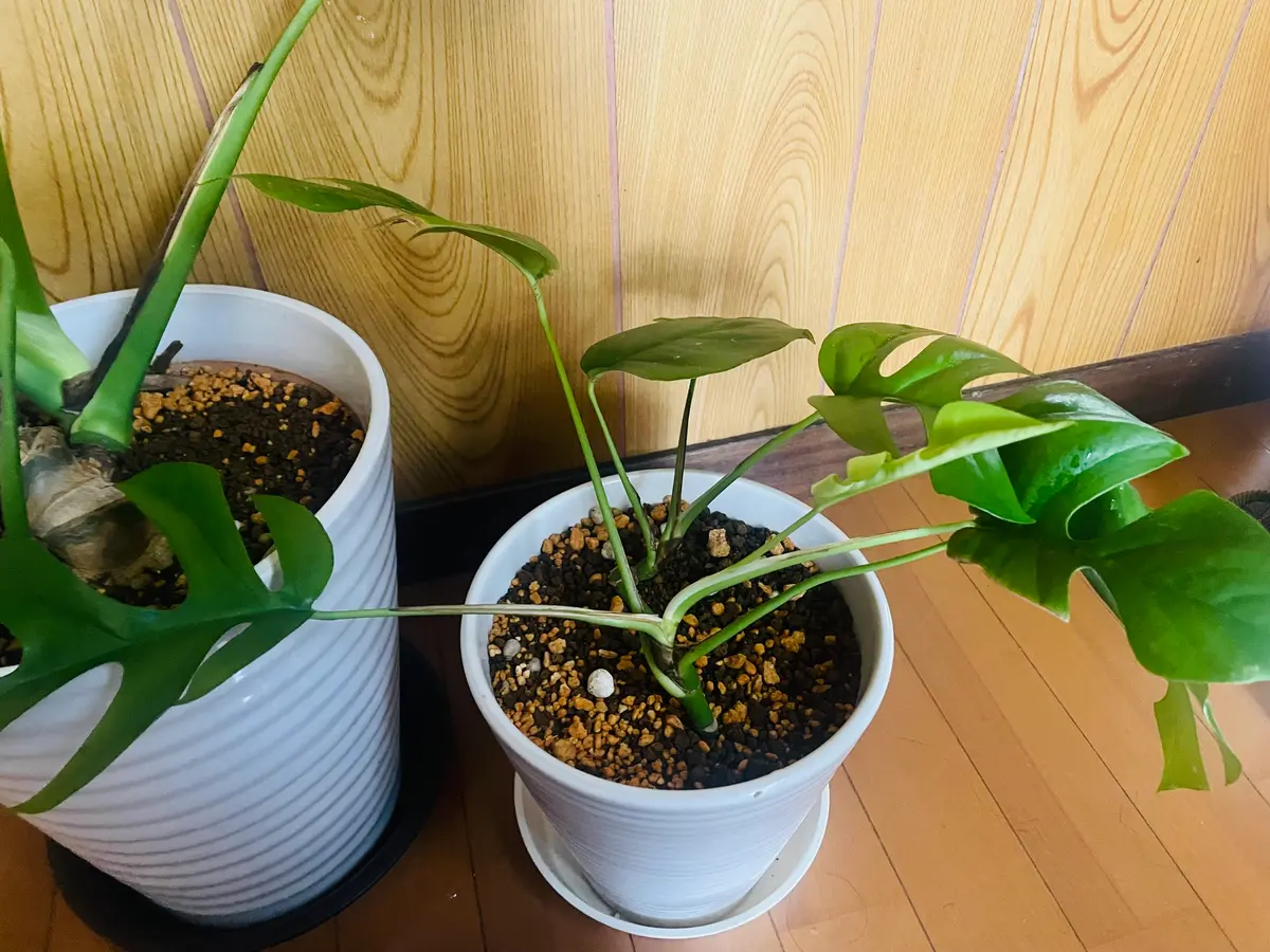 モンステラが日に日に横に広がっていきます。その原因はなんで
