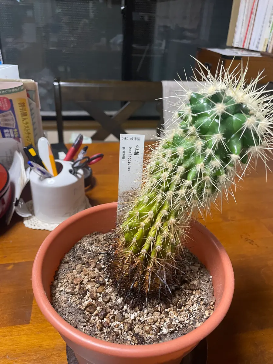 金鯱というサボテンを育てているのですが、下の方が元気がなく