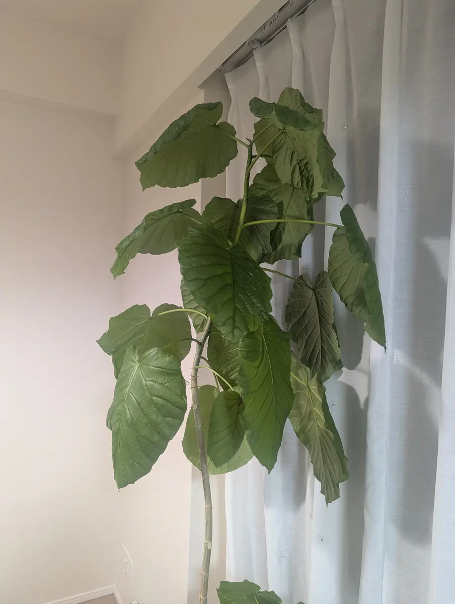 育てはじめて3年半、ふたまわり大きい鉢に植え替えて1年のウン