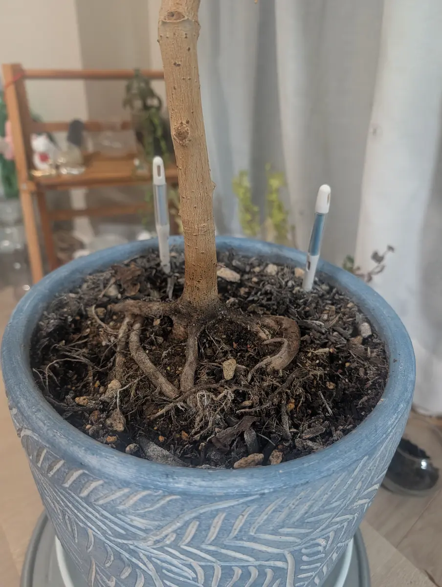 育てはじめて3年半、ふたまわり大きい鉢に植え替えて1年のウン