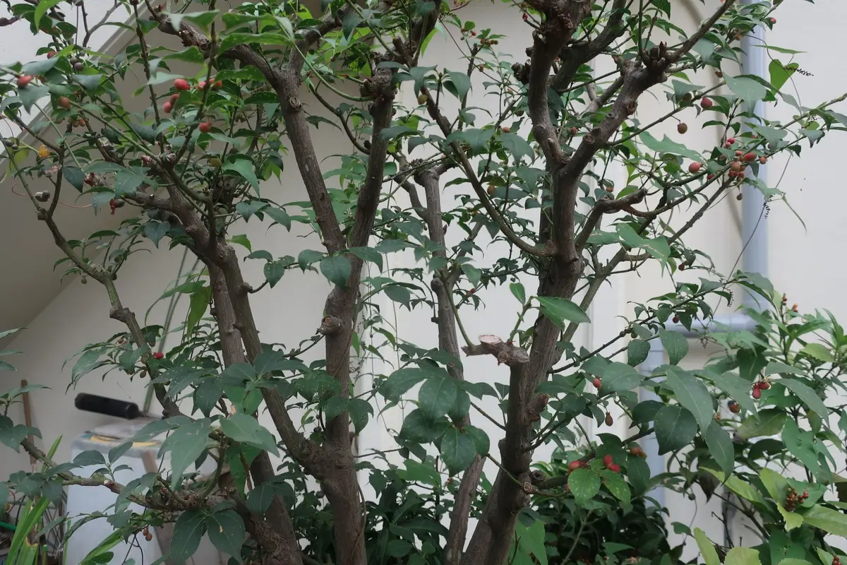 その３☆ブラキキトン☆2.5m位☆ その3☆ブラキキトン☆2.5m位☆ 【公式通販】