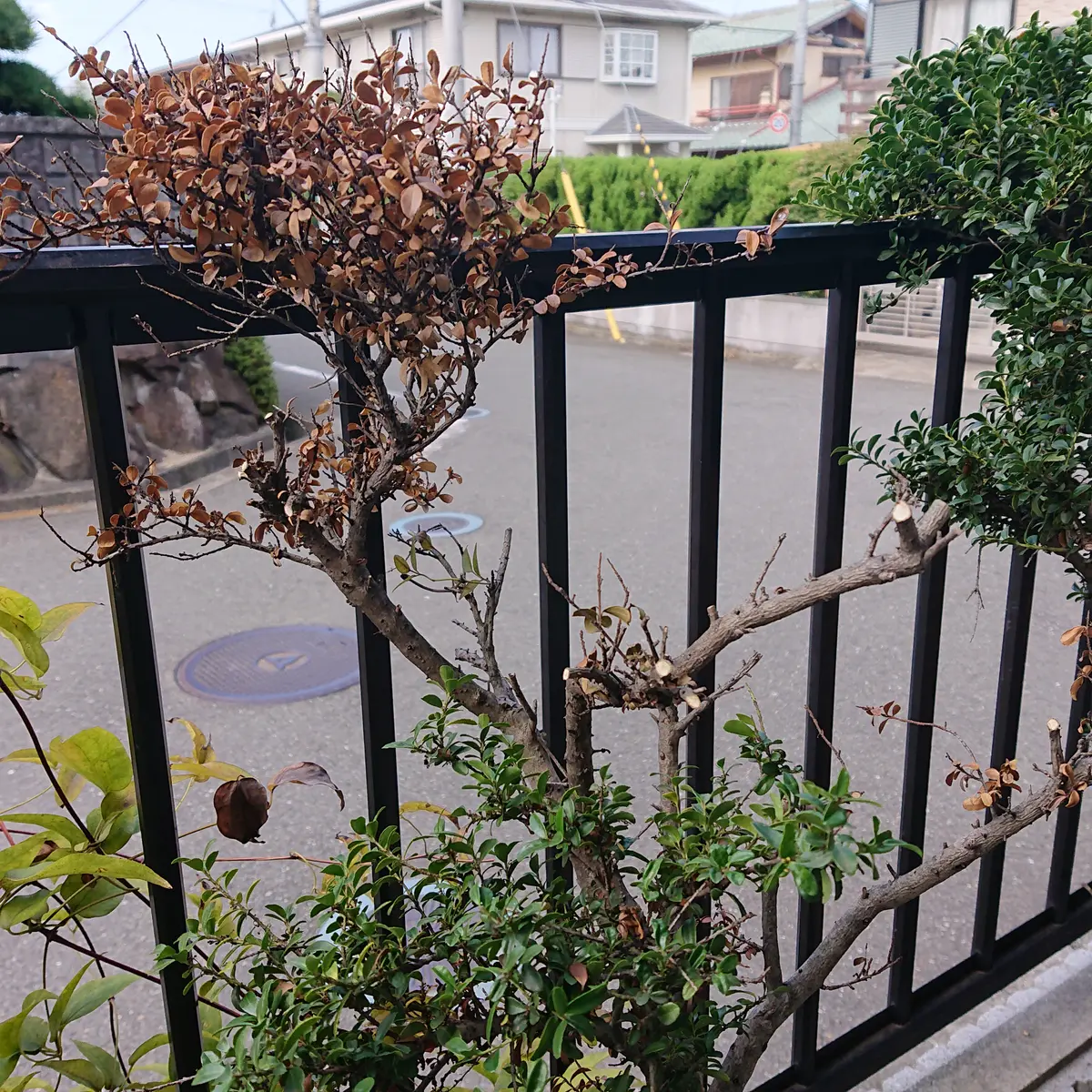 つげ の 木 剪定