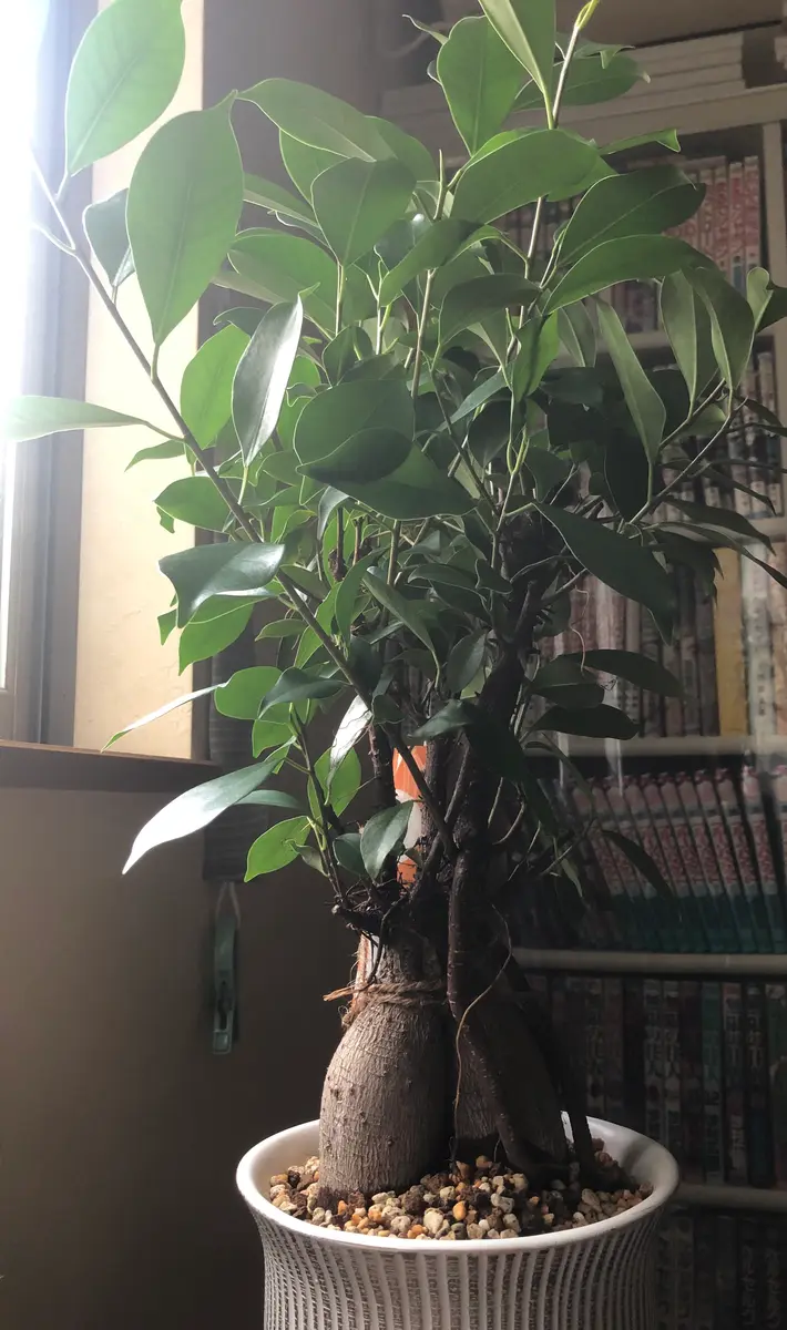 ガジュマルの肥料のあげ方、冬越し、植え替えがわからず困って